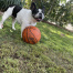 Penny, a Black - White French Bulldog Dog