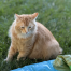 {petName}, a Orange Tabby Domestic Shorthair Cat