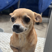 Lily, a Tan Chihuahua Dog