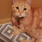 Baby Cat, a Orange Domestic Shorthair Cat