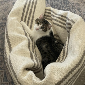 Moose, a Brown, White Domestic Shorthair Cat