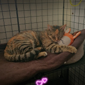 Luna, a Brown Domestic Shorthair Cat