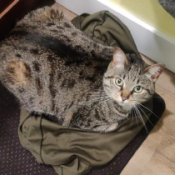 Bartholomew Nikolai Malachite, a Tan, Black, White, Golden, Cream, Apricot Grey Brown DSH Cat