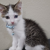 Dominic, a Dark-grey, Dark-brown, White Domestic Shorthair Cat