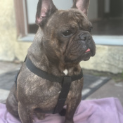 Chavalon, a Dark-brown French Bulldog Dog