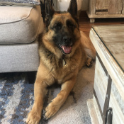 Daisy, a Black, Brown German Shepherd Dog
