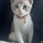 Henney, a Black, Brown, White Domestic Shorthair Cat