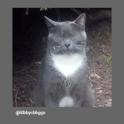 Hops, a White, Dark-grey Domestic Shorthair Cat
