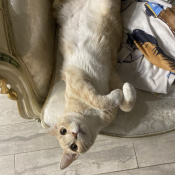 Image of lost pet: Sunny, a Tan Domestic Sh Cat