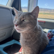 Nestle, a White, Light-grey, Grey Domestic Shorthair Cat