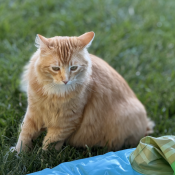 Chihiro, a Orange Tabby Domestic Shorthair Cat