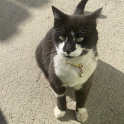 Mittens, a Black, White American Shorthair Cat