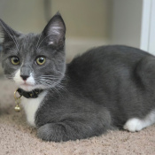 Santiago, a Gray Domestic Shorthair Cat