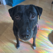 %name%, a %color% %breed% %type%