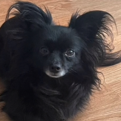 {petName}, a Black Chihuahua Dog