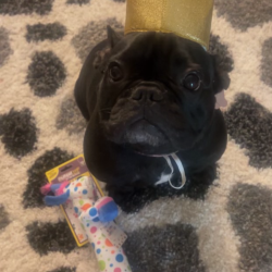 {petName}, a Black French Bulldog Dog