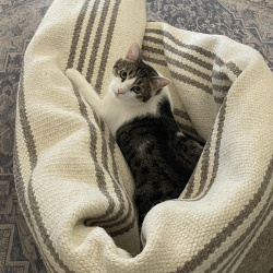 {petName}, a Brown, White Domestic Shorthair Cat