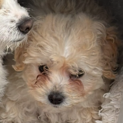 {petName}, a White, Cream Maltipoo (Maltese + Poodle) Dog
