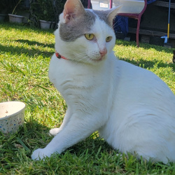 {petName}, a White Domestic Sh Cat