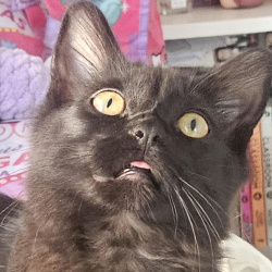 {petName}, a Black Domestic Shorthair Cat