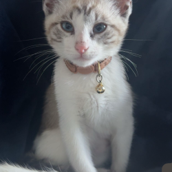 {petName}, a Black, Brown, White Domestic Shorthair Cat