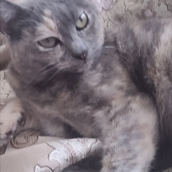 %name%, a %color% %breed% %type%