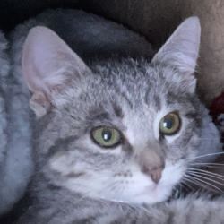 {petName}, a Brown Domestic Shorthair Cat