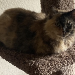 Pumpkin Pie