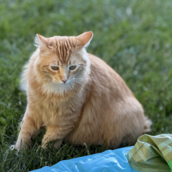 {petName}, a Orange Tabby Domestic Shorthair Cat