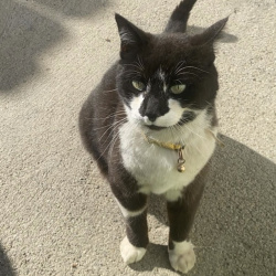 {petName}, a Black, White American Shorthair Cat