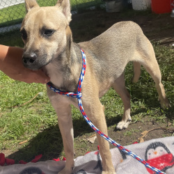 {petName}, a Tan/Black Chihuahua (Short Coat) Dog